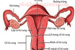 [Giải đáp] Nội mạc tử cung là gì? Những điều trị em cần biết!